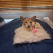 Mona joined the competition — help win amazing prizes! animal, bed, bedroom, blanket, blinds, brown_and_white, cozy, cushion, dog, ears, eyes, face, fluffy, indoor, nose, pet, portrait, sitting, small_dog, window