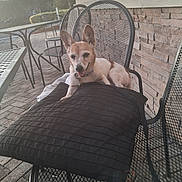 Mona Baby is registered to the contest to win money with this photo: brick_paving, chair, collar, cushion, deck, dog, garden, open_mouth, outdoor, panting, patio, pet, pointed_ears, relaxed, small_dog, stone_wall, sunlight, table, tan_and_white, tongue