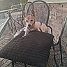 brick_paving, chair, collar, cushion, deck, dog, garden, open_mouth, outdoor, panting, patio, pet, pointed_ears, relaxed, small_dog, stone_wall, sunlight, table, tan_and_white, tongue