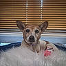 blanket, blinds, brown_and_white, canine, close_up, collar, cozy, dog, fluffy_blanket, indoor, large_ears, looking_at_camera, pet, pink_accessory, pointed_ears, portrait, short_fur, sitting, small_dog, window