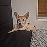animal_face, bed, bedroom, blanket, brown_markings, canine, collar, cozy, dog, furniture, indoor, lying_down, pet, pointy_ears, portrait, short_hair, tan_fur, white_fur, window, window_blinds