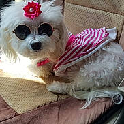 Little Miss is registered to the contest to win money with this photo: dog, white_fur, sunglasses, pink_flower, dog_clothing, car_seat, seatbelt_buckle, striped_outfit, pet, fluffy, sunlight, accessory, cute, small_dog, relaxed, indoor, vehicle_interior, fashion, animal, portrait