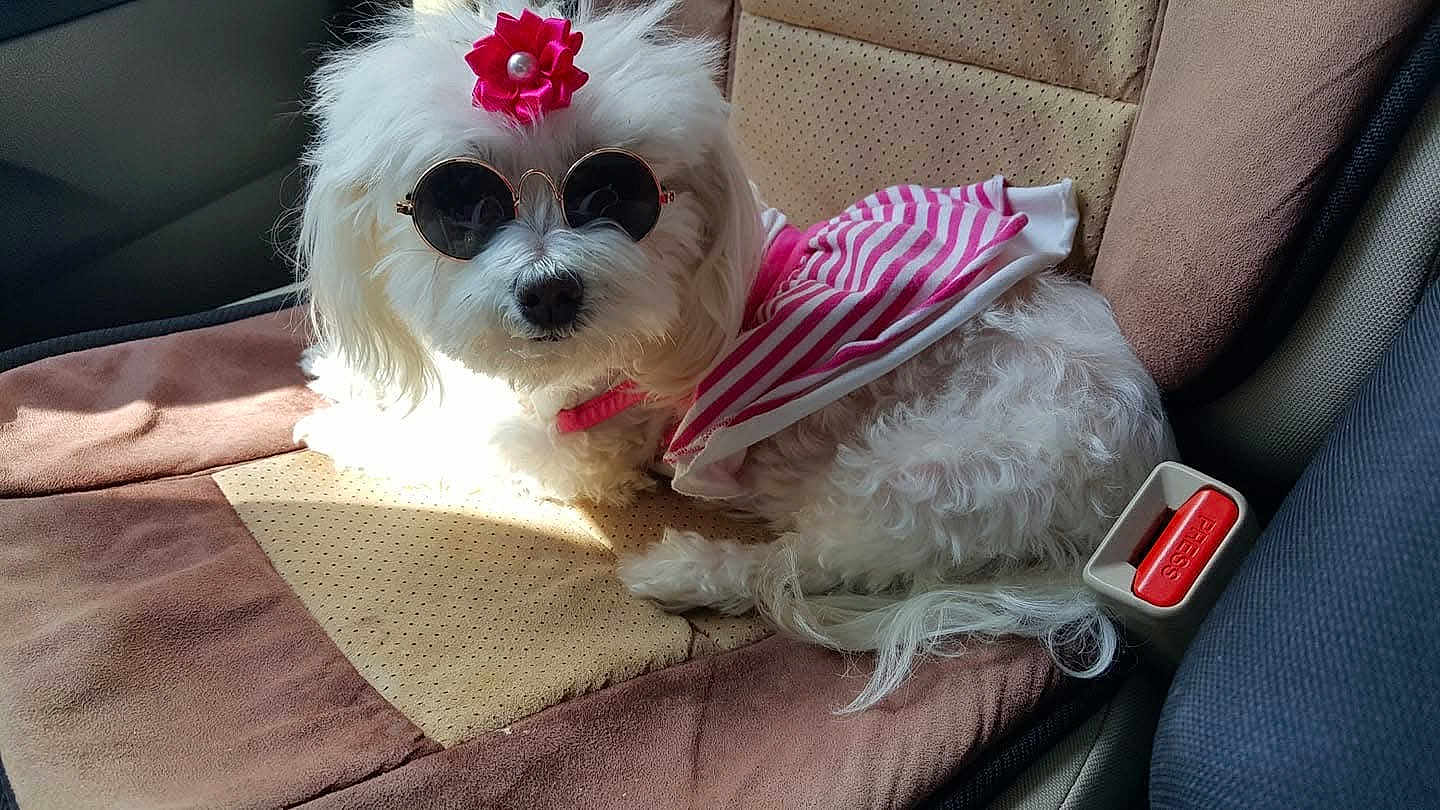 Little Miss is registered to the contest to win money with this photo: dog, white_fur, sunglasses, pink_flower, dog_clothing, car_seat, seatbelt_buckle, striped_outfit, pet, fluffy, sunlight, accessory, cute, small_dog, relaxed, indoor, vehicle_interior, fashion, animal, portrait