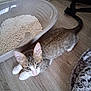 kitten, cat, litter_box, floor, white_paws, curious, indoor, pet, feline, tabby, wooden_floor, animal, young_cat, playful, looking_up, small_pet, domestic_cat, household, furry, cozy