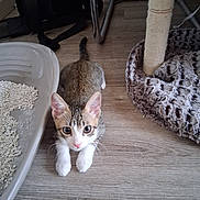 Mio participe au concours pour gagner de l'argent avec cette photo : kitten, cat, litter_box, scratching_post, floor, wood_floor, indoor, pet, animal, curious, feline, young_cat, whiskers, ears, paws, tail, looking_up, home, cozy, playful