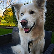 Simba participe au concours pour gagner de l'argent avec cette photo : dog, white_dog, fluffy, long_hair, heterochromia, blue_eye, brown_eye, open_mouth, panting, tongue, collar, tag, sitting, chair, outdoor, garden, grass, trees, portrait, pet
