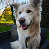 dog, white_dog, fluffy, long_hair, heterochromia, blue_eye, brown_eye, open_mouth, panting, tongue, collar, tag, sitting, chair, outdoor, garden, grass, trees, portrait, pet