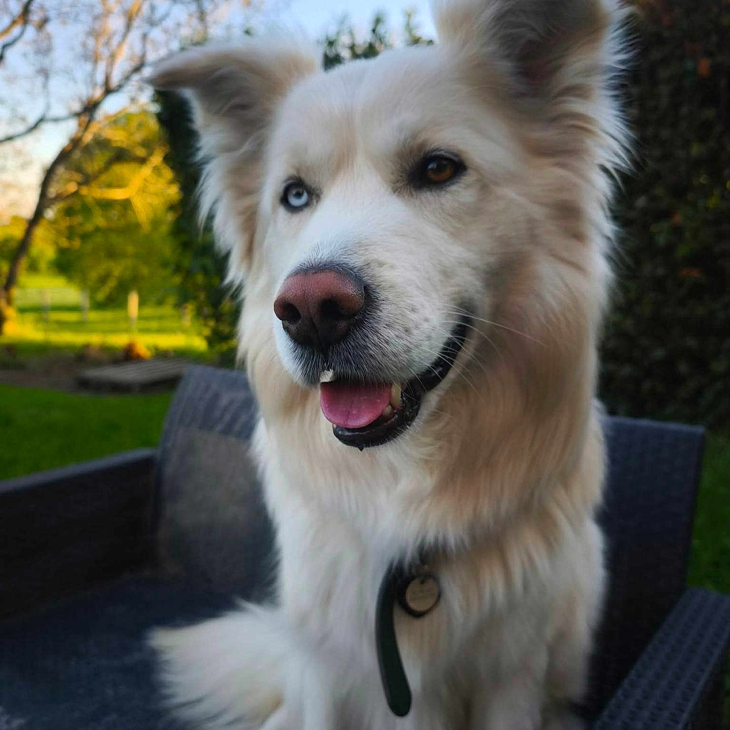 Simba