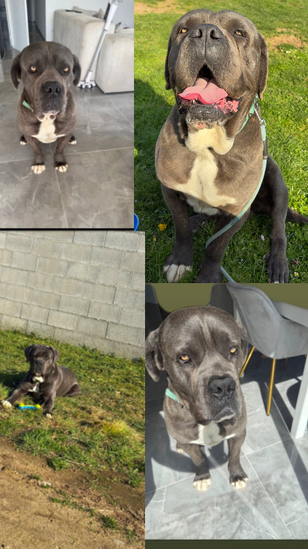 animal, art, ball, bostonbull, boxer, bulldog, canine, chair, collage, dog, frenchbulldog, furniture, grass, lawn, pet, pitbull, plant, pug, puppy, sport