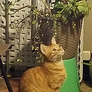 Milo is registered to the contest to win money with this photo: animal, cat, cozy, ears, floor, fur, furniture, green_bucket, home, houseplant, indoor, looking_up, orange_tabby, pet, portrait, potted_plant, sitting, striped_fur, warm_lighting, whiskers