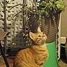 animal, cat, cozy, ears, floor, fur, furniture, green_bucket, home, houseplant, indoor, looking_up, orange_tabby, pet, portrait, potted_plant, sitting, striped_fur, warm_lighting, whiskers
