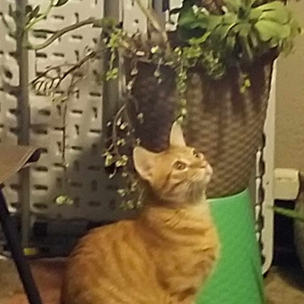 Milo