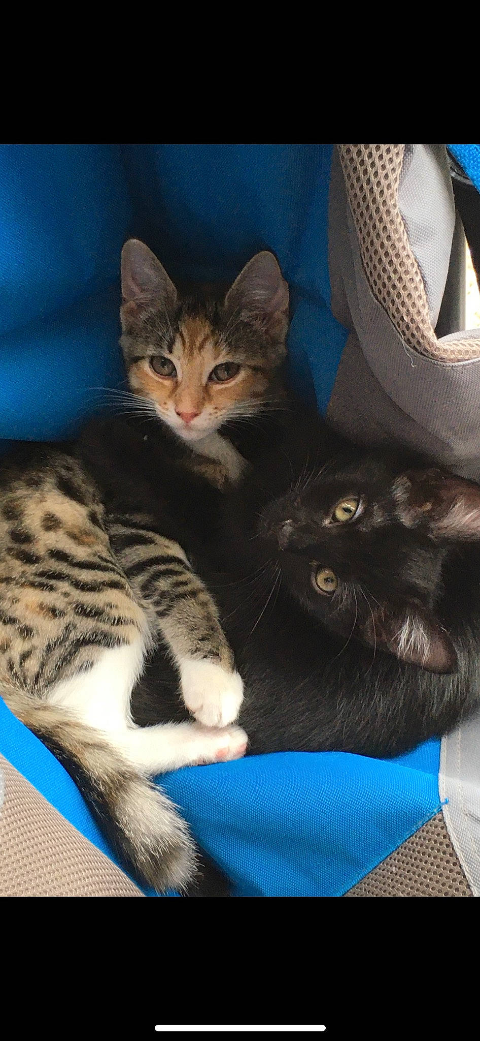 Wander And Widow joined the competition — help win amazing prizes! blue, carnivore, cat, cat_supply, claw, comfort, domestic_short_haired_cat, electric_blue, felidae, fur, mammal, paw, sitting, small_to_medium_sized_cats, snout, tail, vertebrate, whiskers