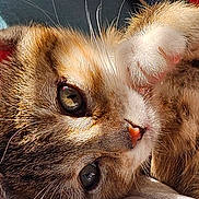 Nala joined the competition — help win amazing prizes! cat, close_up, paw, whiskers, fur, sunlight, relaxation, pet, animal, cute, sleepy, nose, eye, soft, tabby, indoor, resting, cozy, warm, adorable