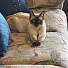 Simba joined the competition — help win amazing prizes! cat, siamese_cat, pet, animal, indoors, armchair, couch, furniture, seated, sitting, blue_eyes, pointed_ears, dark_face, cream_fur, paws, portrait, patterned_fabric, living_room, domestic_animal, relaxed