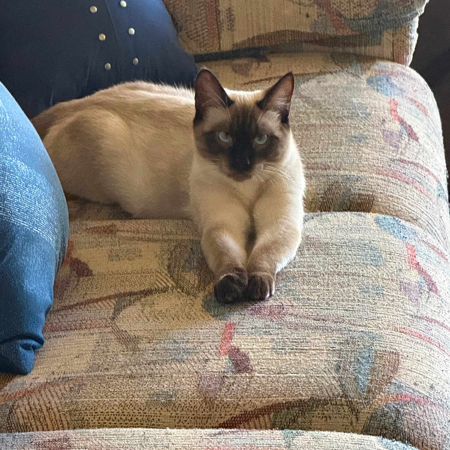 Simba joined the competition — help win amazing prizes! cat, siamese_cat, pet, animal, indoors, armchair, couch, furniture, seated, sitting, blue_eyes, pointed_ears, dark_face, cream_fur, paws, portrait, patterned_fabric, living_room, domestic_animal, relaxed