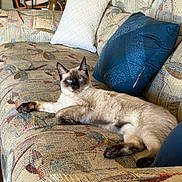 Simba is registered to the contest to win money with this photo: cat, siamese_cat, blue_eyes, pet, animal, lounging, relaxed, couch, sofa, pillows, indoor, living_room, furniture, patterned_fabric, cream_fur, dark_points, whiskers, portrait, home, domestic_animal