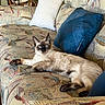 cat, siamese_cat, blue_eyes, pet, animal, lounging, relaxed, couch, sofa, pillows, indoor, living_room, furniture, patterned_fabric, cream_fur, dark_points, whiskers, portrait, home, domestic_animal