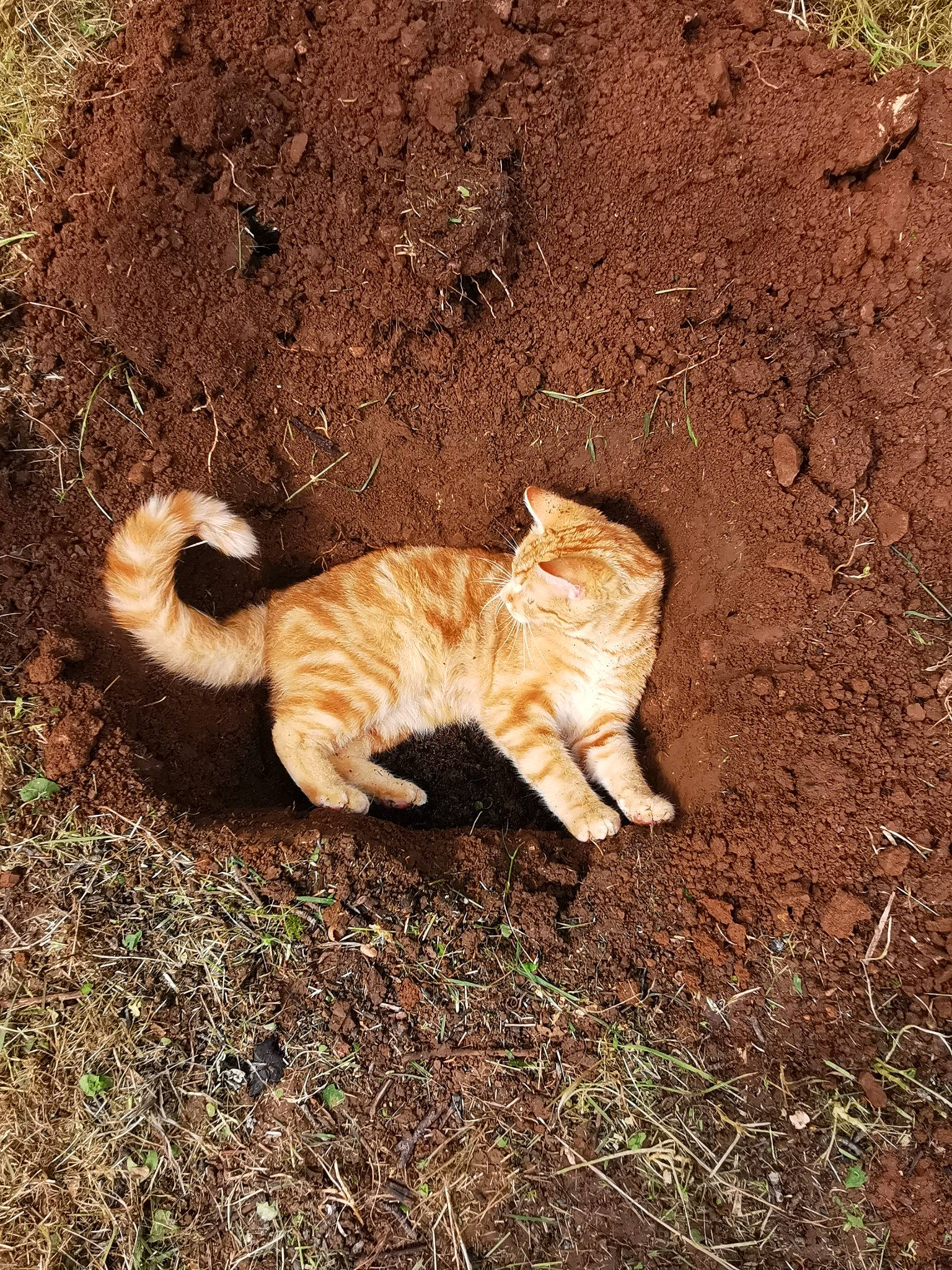 Loulou a rejoint le concours — aidez-le/la à gagner de superbes lots ! carnivore, cat, domestic_short_haired_cat, european_shorthair, fawn, felidae, fur, german_rex, grass, organism, small_to_medium_sized_cats, soil, tabby_cat, tail, terrestrial_animal, whiskers, wild_cat, wildlife