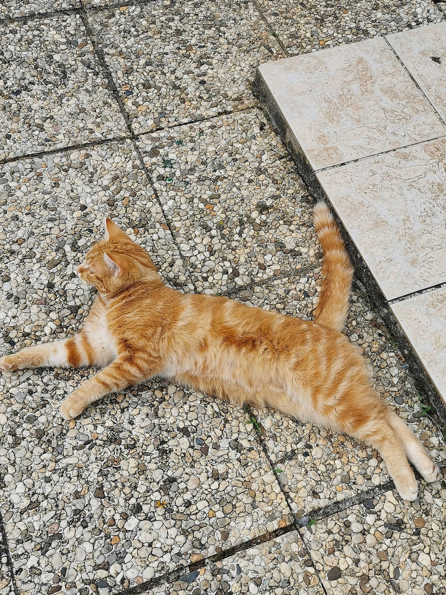 Loulou participe au concours pour gagner de l'argent avec cette photo : aegean_cat, arabian_mau, carnivore, cat, claw, cobblestone, domestic_short_haired_cat, european_shorthair, fawn, felidae, floor, flooring, fur, polydactyl_cat, road_surface, small_to_medium_sized_cats, tabby_cat, tail, whiskers, wild_cat