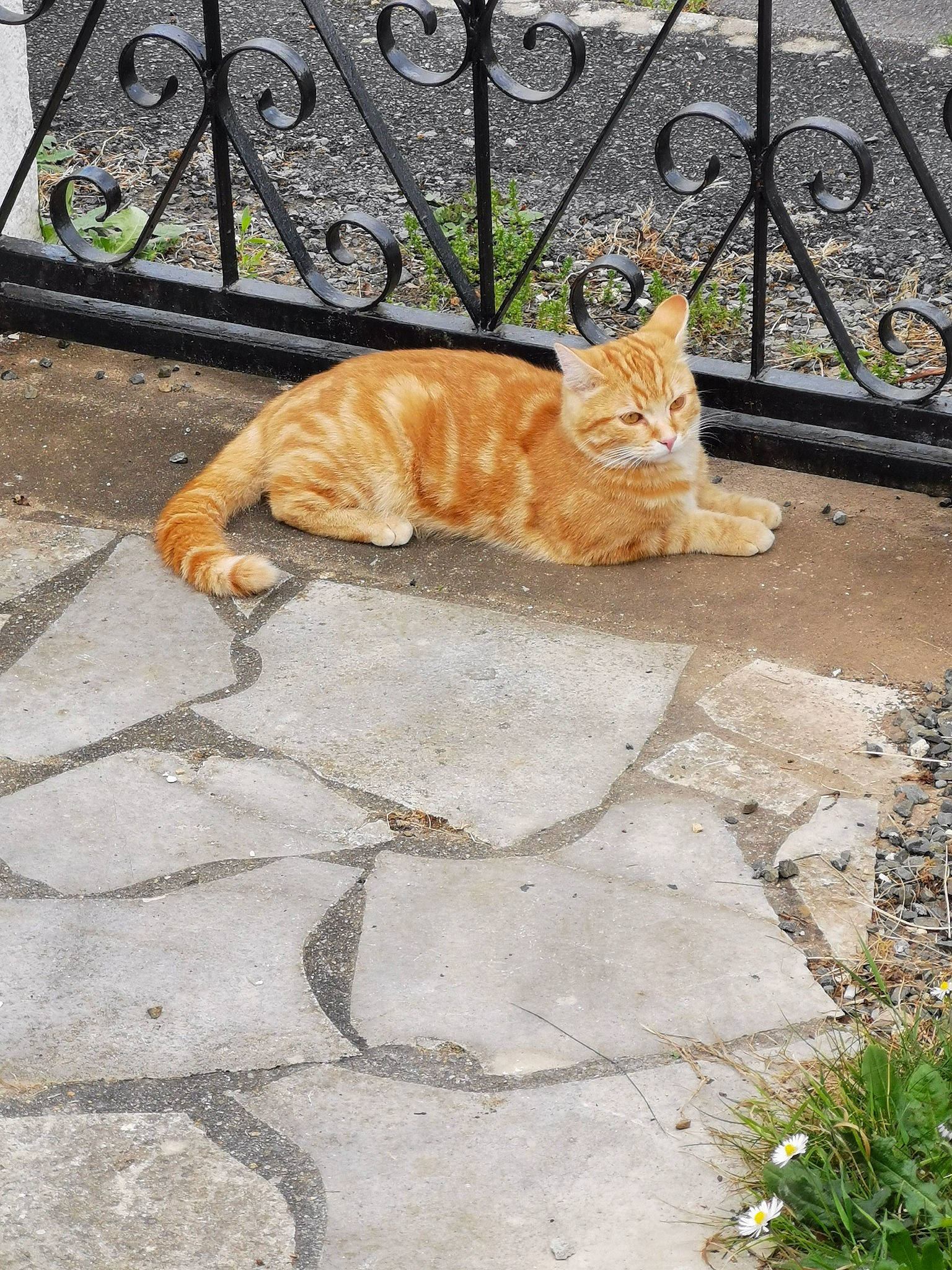 Loulou a rejoint le concours — aidez-le/la à gagner de superbes lots ! aegean_cat, architecture, brick, carnivore, cat, european_shorthair, fawn, felidae, fence, flagstone, grass, polydactyl_cat, road_surface, sidewalk, small_to_medium_sized_cats, tabby_cat, tail, whiskers, yellow, zoo