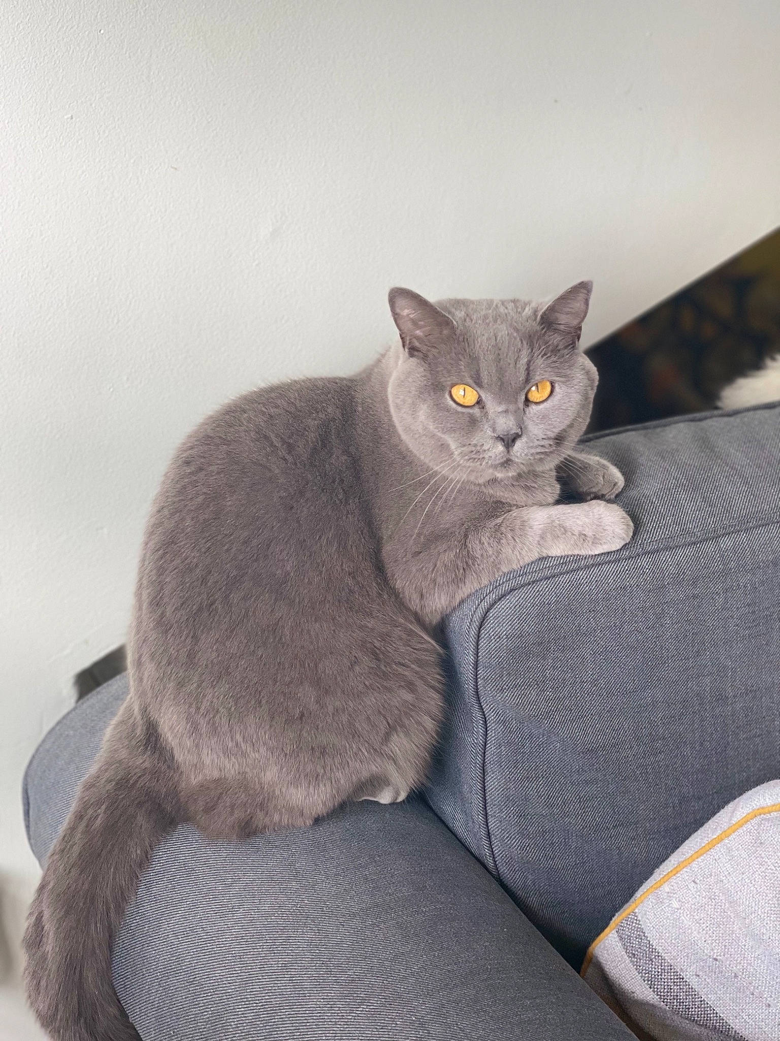 Rolex joined the competition — help win amazing prizes! carnivore, cat, cat_bed, cat_supply, comfort, domestic_short_haired_cat, eye, felidae, fur, grey, paw, russian_blue, sitting, small_to_medium_sized_cats, tail, whiskers, window