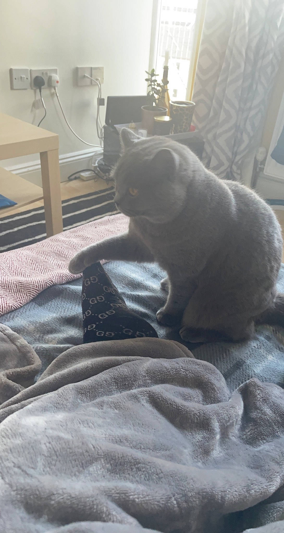 Rolex is registered to the contest to win money with this photo: bedding, carnivore, cat, comfort, domestic_short_haired_cat, felidae, floor, flooring, fur, grey, hardwood, human_leg, linens, room, small_to_medium_sized_cats, snout, tail, whiskers, window, wood