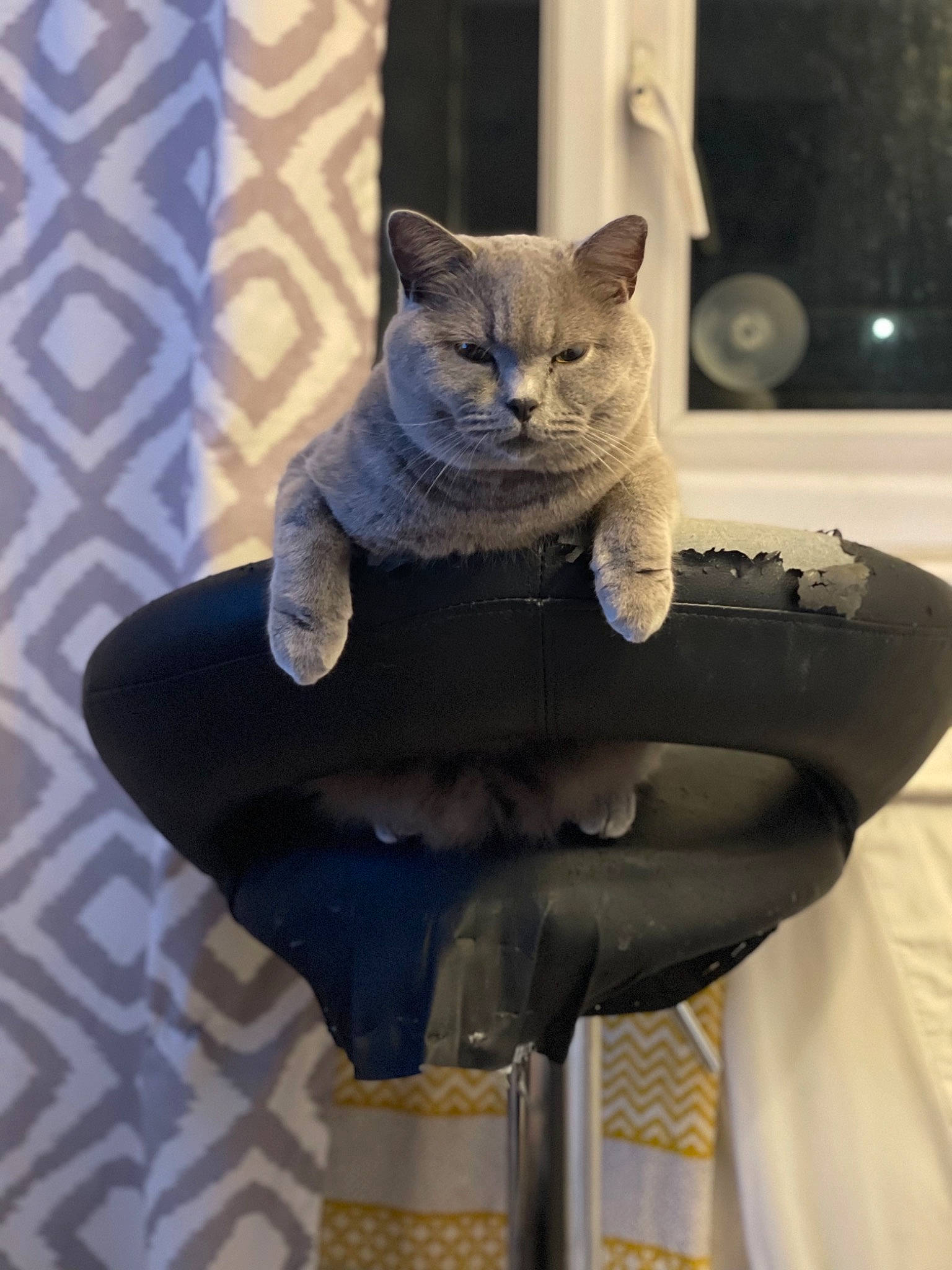 Rolex joined the competition — help win amazing prizes! art, carnivore, cat, cat_supply, chair, comfort, domestic_short_haired_cat, electric_blue, fawn, felidae, fur, grey, russian_blue, sculpture, small_to_medium_sized_cats, snout, tail, tire, whiskers, window