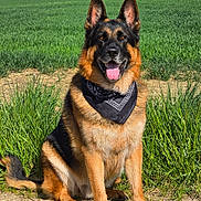 Tiki participe au concours pour gagner de l'argent avec cette photo : animal, bandana, blue_sky, canine, dirt_path, dog, ears_up, german_shepherd, grass, green_field, happy, nature, outdoor, pet, portrait, sitting, summer, sunny, tongue_out, trees