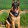 animal, bandana, blue_sky, canine, dirt_path, dog, ears_up, german_shepherd, grass, green_field, happy, nature, outdoor, pet, portrait, sitting, summer, sunny, tongue_out, trees