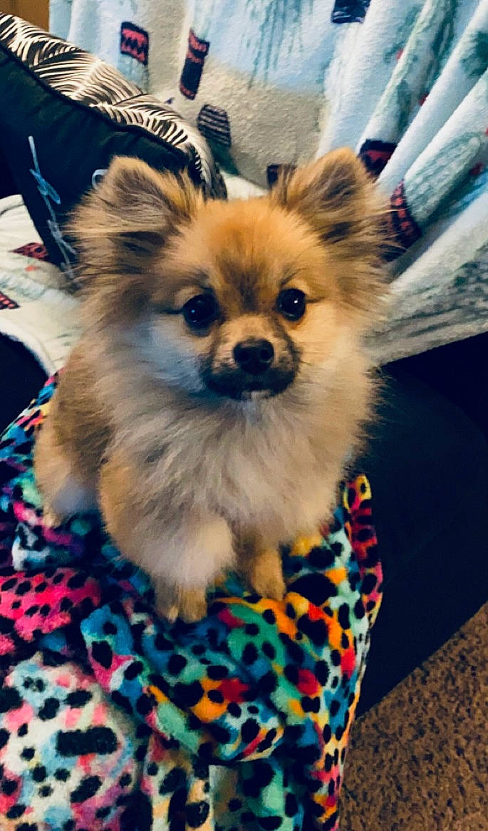 Apollo joined the competition — help win amazing prizes! canidae, carnivore, companion_dog, dog, dog_breed, dog_supply, event, fawn, fur, german_spitz_klein, german_spitz_mittel, pomeranian, puppy, snout, spitz, sporting_group, terrestrial_animal, toy_dog, whiskers, working_animal