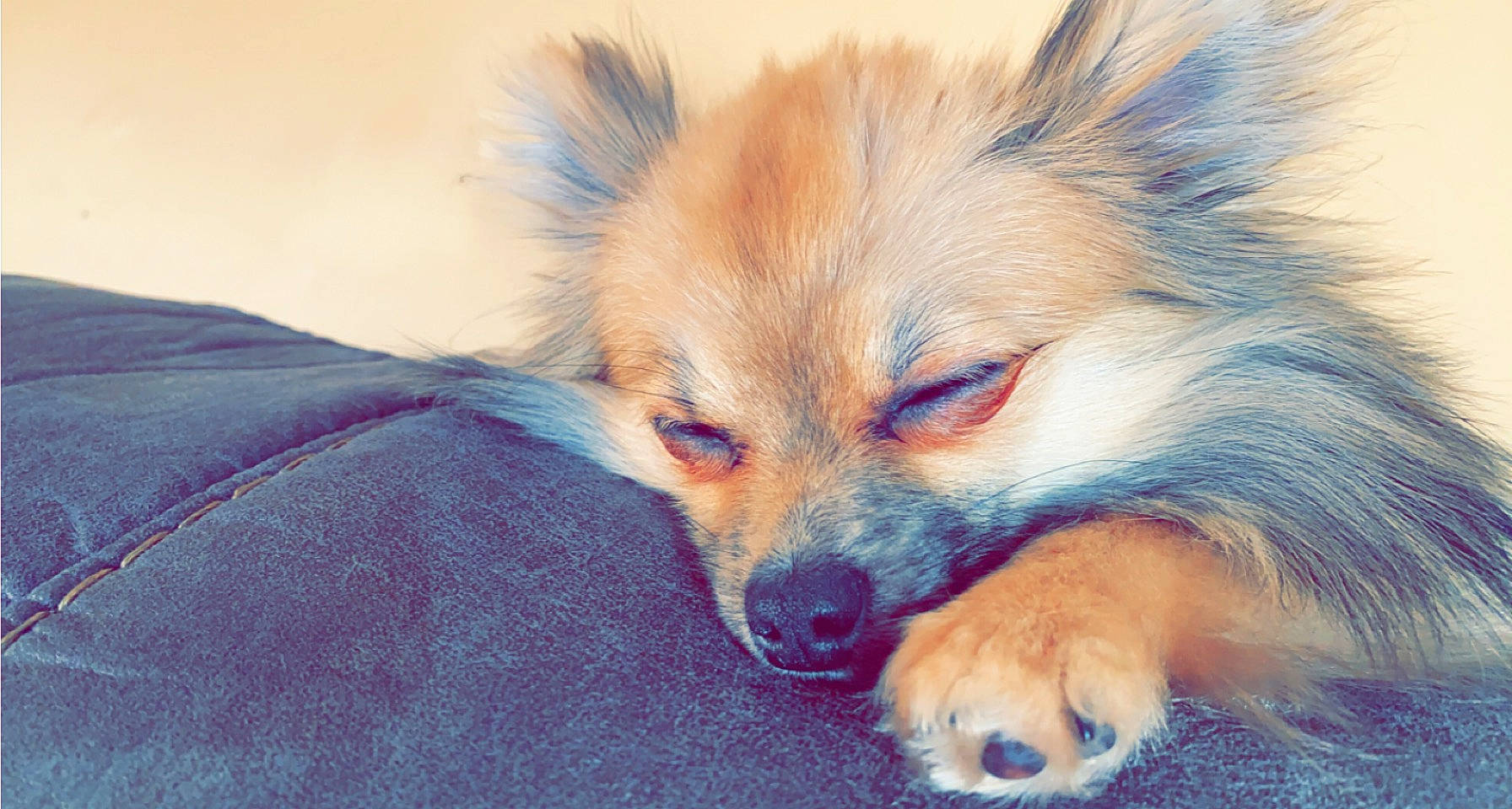 Apollo joined the competition — help win amazing prizes! canidae, carnivore, companion_dog, corgi_chihuahua, dog, dog_breed, electric_blue, fawn, fur, german_spitz_mittel, non_sporting_group, snout, sporting_group, terrestrial_animal, toy_dog, whiskers, wildlife