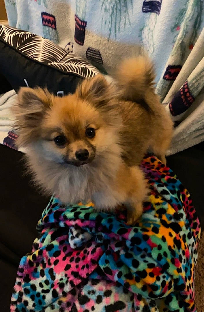 Apollo is registered to the contest to win money with this photo: canidae, carnivore, chihuahua, companion_dog, corgi_chihuahua, dog, dog_breed, dog_clothes, dog_supply, event, fashion_accessory, fawn, fur, pattern, pet_supply, snout, toy_dog, volpino_italiano, whiskers, working_animal