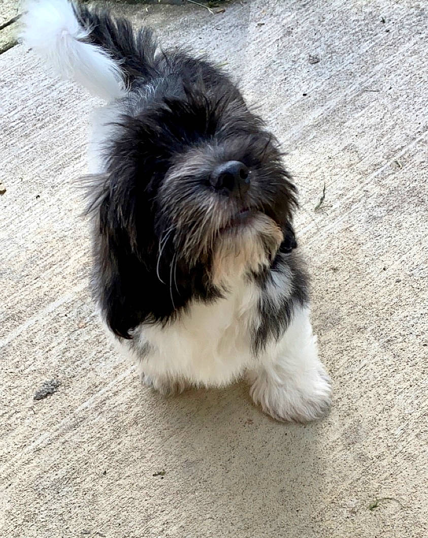 Archie joined the competition — help win amazing prizes! canidae, carnivore, companion_dog, dog, dog_breed, fur, liver, mal_shi, maltepoo, non_sporting_group, shih_poo, shih_tzu, small_terrier, snout, sporting_group, tail, terrestrial_animal, terrier, toy_dog, working_animal