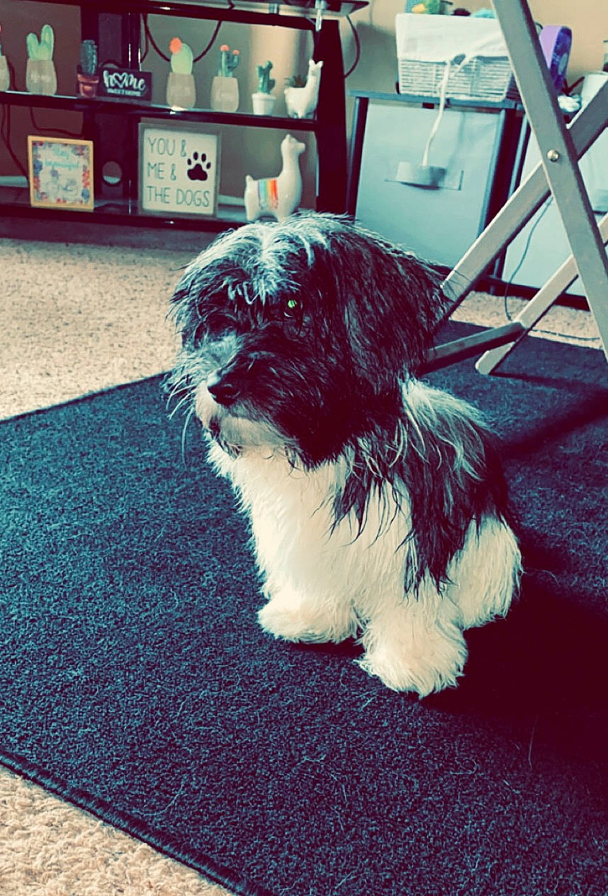 Archie joined the competition — help win amazing prizes! bookcase, canidae, carnivore, companion_dog, dog, dog_breed, electric_blue, floor, flooring, fur, liver, road_surface, shelf, small_terrier, snout, sporting_group, tail, terrier, toy_dog, working_animal