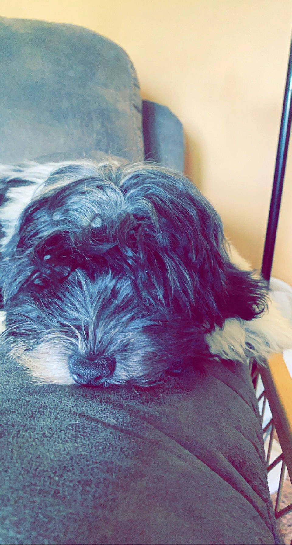 Archie joined the competition — help win amazing prizes! canidae, carnivore, comfort, companion_dog, dog, dog_breed, electric_blue, fur, giant_dog_breed, liver, nap, non_sporting_group, puppy, schapendoes, small_terrier, sporting_group, terrestrial_animal, terrier, toy_dog, working_animal