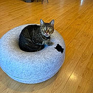 Bailey joined the competition — help win amazing prizes! cat, tabby, pet_bed, floor, wooden_floor, indoor, furniture, home, animal, cute, looking, eyes, ears, whiskers, relaxed, round, gray, cozy, domestic, mammal