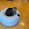 animal, cat, cozy, cute, domestic, ears, eyes, floor, furniture, gray, home, indoor, looking, mammal, pet_bed, relaxed, round, tabby, whiskers, wooden_floor