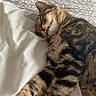 Bailey is registered to the contest to win money with this photo: cat, tabby, sleeping, tongue_out, bed, blanket, pet, feline, resting, cute, cozy, indoor, animal, fur, whiskers, relaxation, comfort, domestic, striped, nap