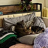 Bailey joined the competition — help win amazing prizes! cat, tabby_cat, gray_cat, pillow, blanket, bed, cozy, indoor, home, furniture, plant, candles, sleeping, resting, cute, pet, animal, soft, comfort, relaxed