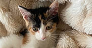 Mimosa is registered to the contest to win money with this photo: animal, blanket, calico, cat, comfort, cozy, cute, domestic, ears, fluffy, fur, indoor, kitten, paw, pet, resting, sleepy, soft, whiskers, young