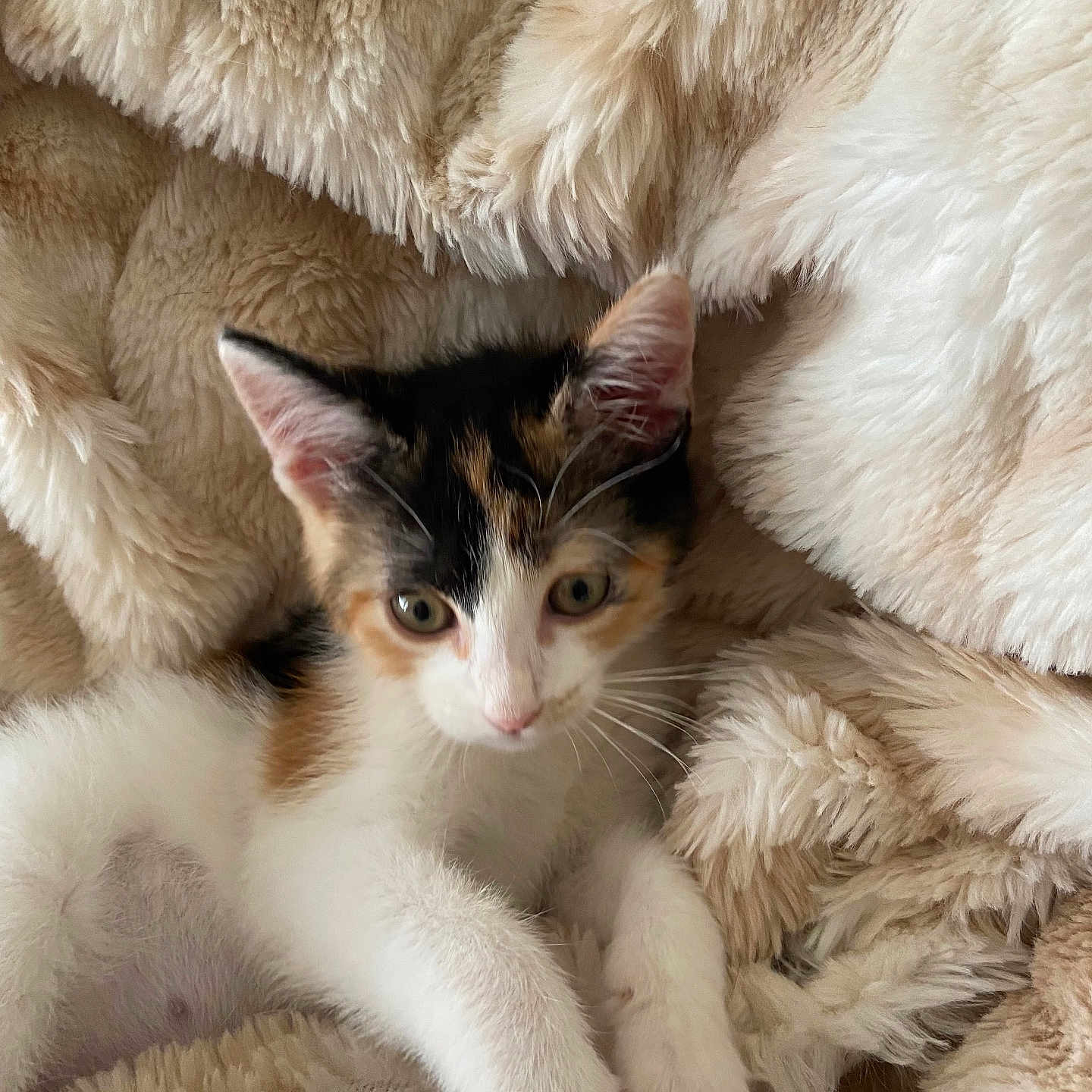 Mimosa