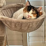 Mimosa is registered to the contest to win money with this photo: animal, calico_cat, cat, cozy, ears, face, feline, floor, fur, hammock, indoor, nose, paw, pet, plush, resting, shutters, sleepy, whiskers, window