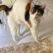 Mimosa joined the competition — help win amazing prizes! animal, bed, blanket, calico, cat, collar, comfort, cozy, cute, ears, feline, fur, home, indoor, pet, pillow, relaxing, stretching, tail, whiskers