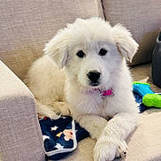 Kahlua joined the competition — help win amazing prizes! puppy, dog, white_fur, pet, couch, blanket, toy, indoor, cute, resting, collar, pink_tag, furniture, cozy, animal, domestic, young, fluffy, relaxing, companion