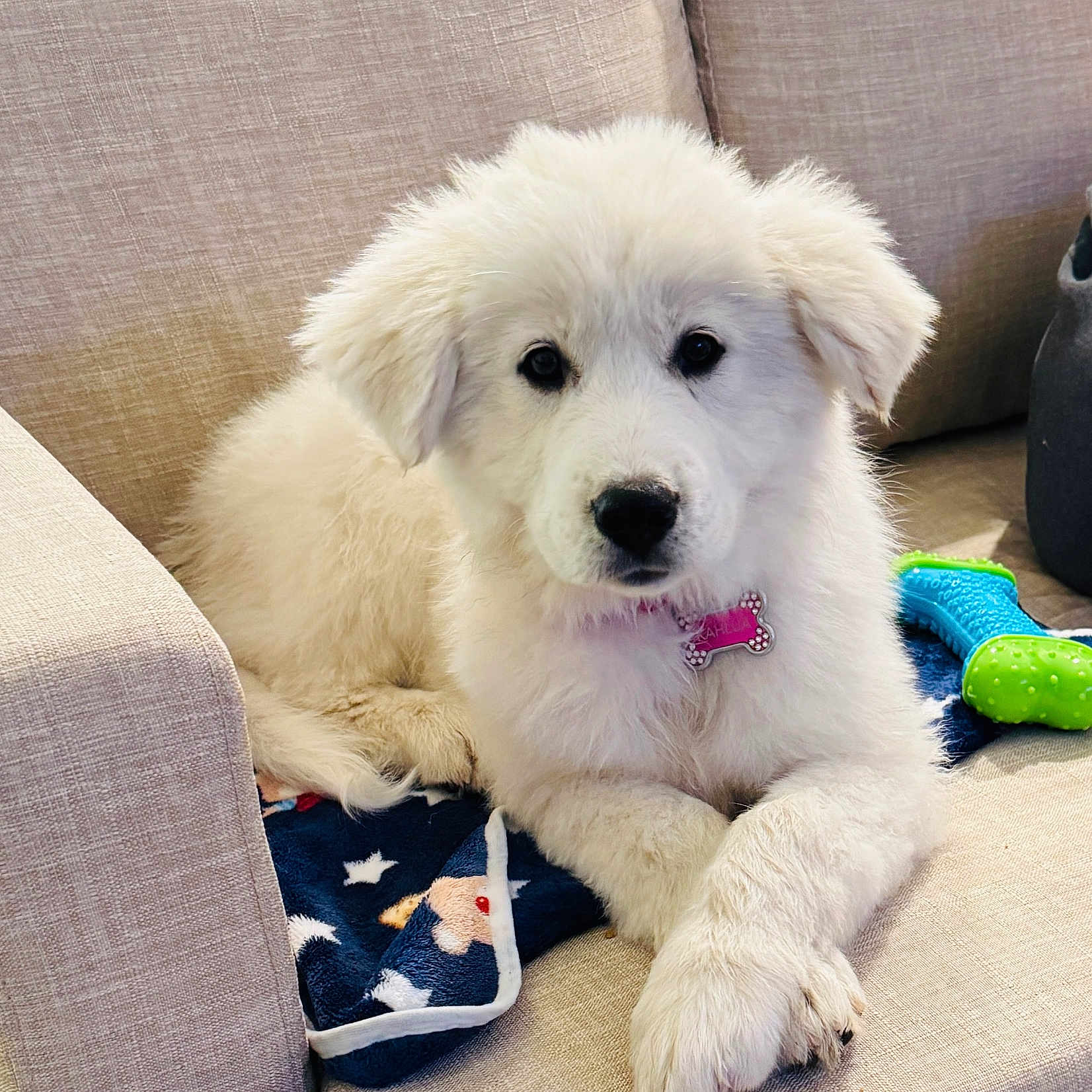 Kahlua