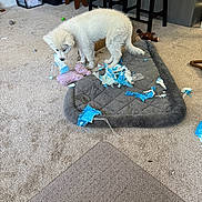 Kahlua joined the competition — help win amazing prizes! animal, carpet, chewed_paper, curious, dog, floor, furniture, home, indoor, mess, pet, pet_bed, playful, puppy, room, shredded_paper, small_dog, stool, toy, white_dog