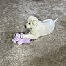 Kahlua is registered to the contest to win money with this photo: animal, carpet, cozy, cute, dog, floor, furniture, home, indoor, lying_down, office_chair, paw, pet, playful, puppy, purple_toy, stuffed_toy, white_dog, wooden_furniture, young_dog
