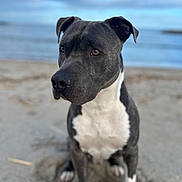 Venum a rejoint le concours — aidez-le/la à gagner de superbes lots ! dog, beach, sand, ocean, water, sky, outdoor, animal, pet, black_and_white, sitting, canine, nature, daytime, mammal, portrait, fur, ears, nose, whiskers