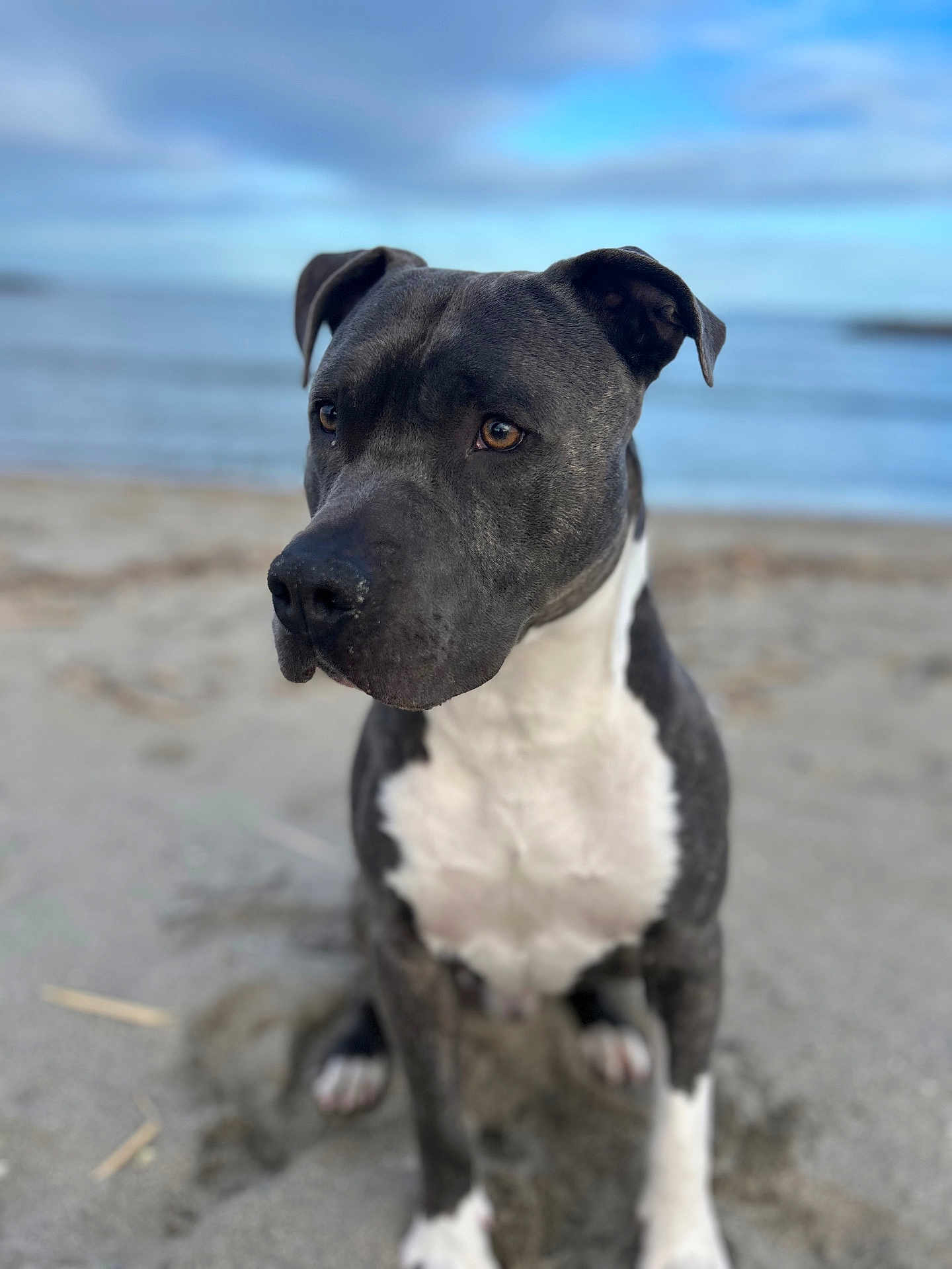 Venum a rejoint le concours — aidez-le/la à gagner de superbes lots ! dog, beach, sand, ocean, water, sky, outdoor, animal, pet, black_and_white, sitting, canine, nature, daytime, mammal, portrait, fur, ears, nose, whiskers